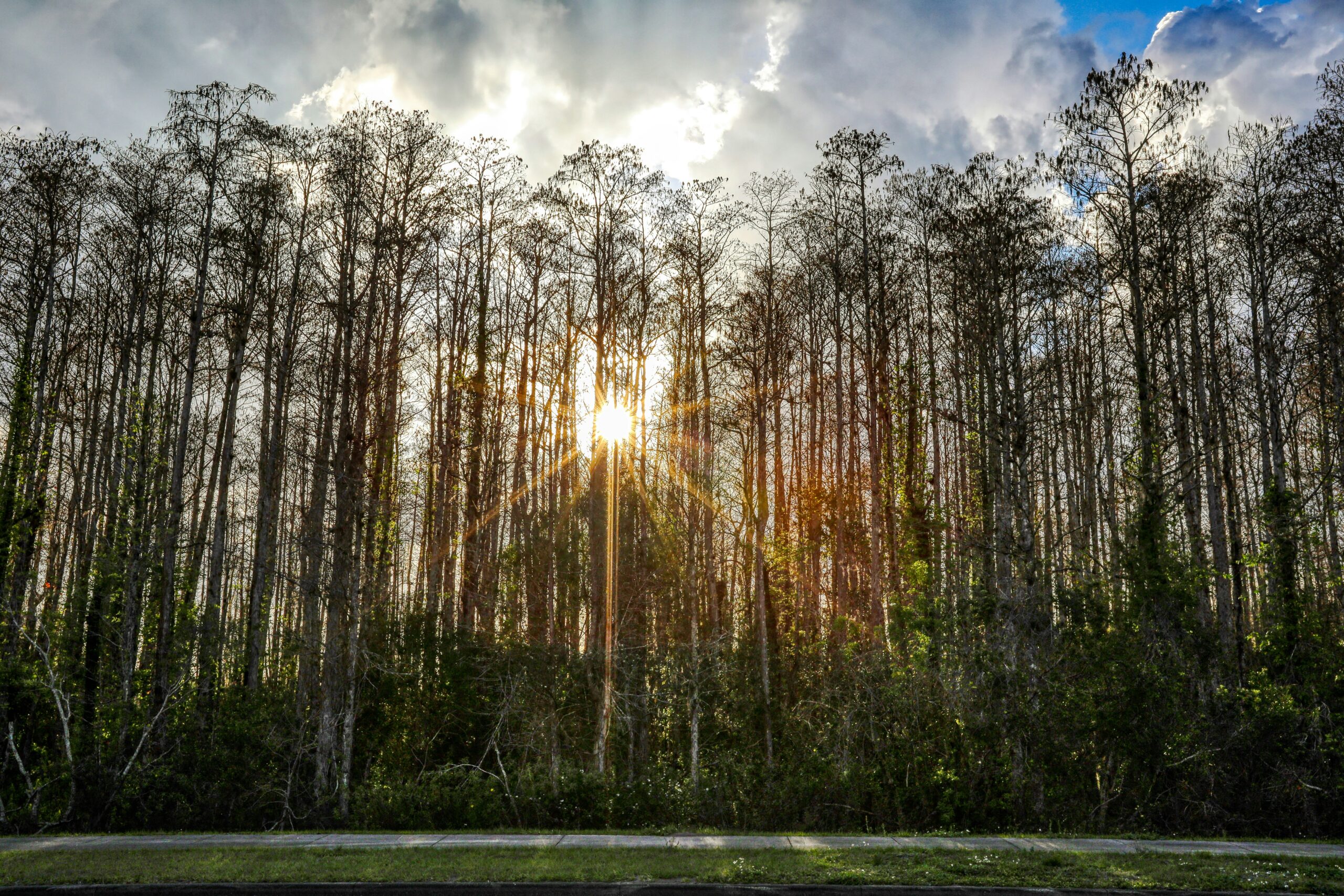 A quiet morning in the Florida woods