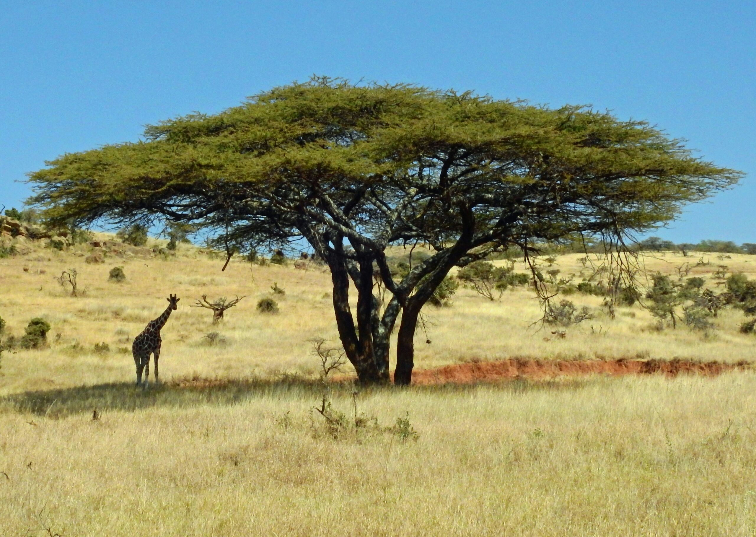 A giraffe on the savanna at Animal Kingdom