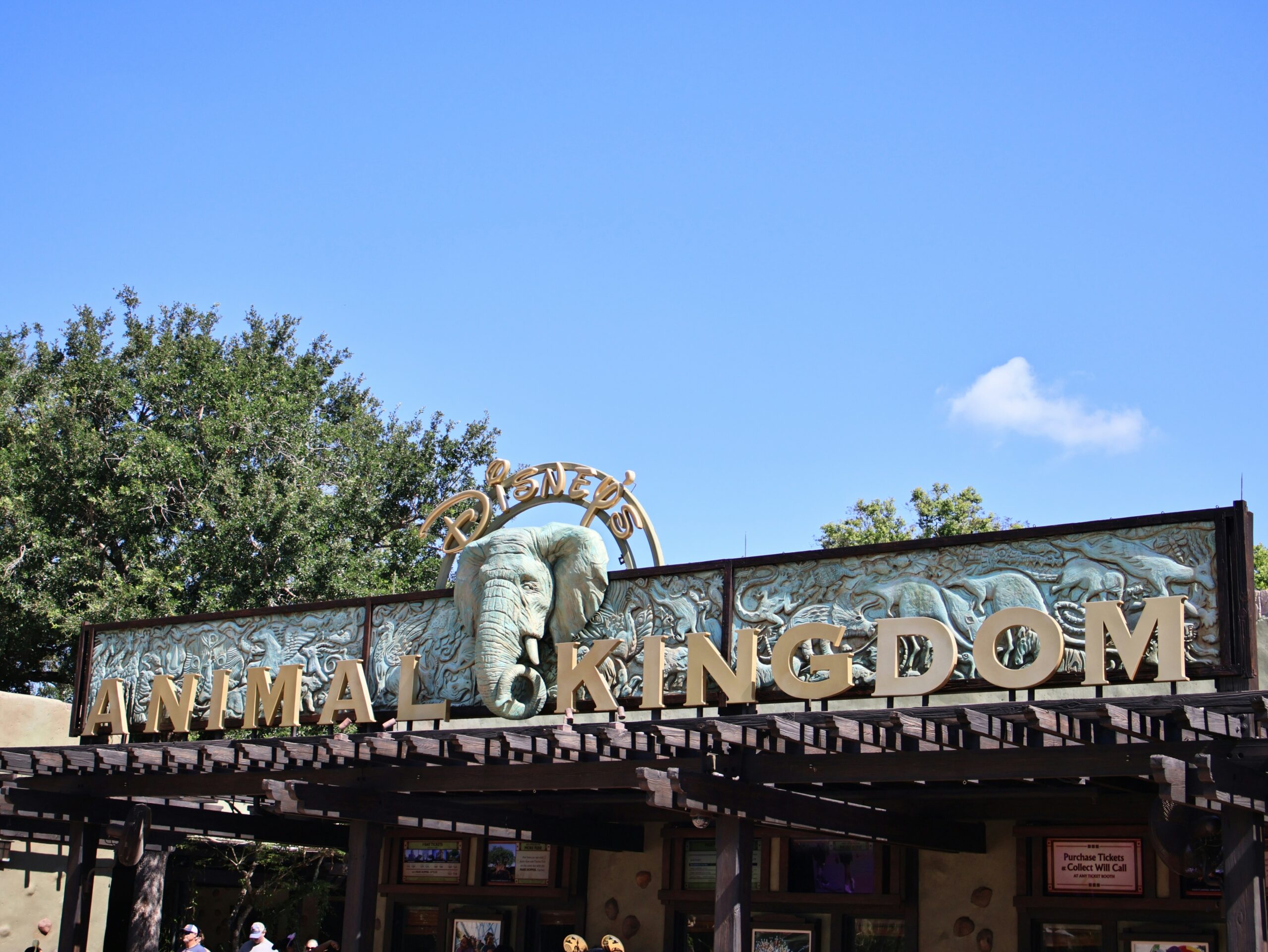 Animal viewing at Disney’s Animal Kingdom
