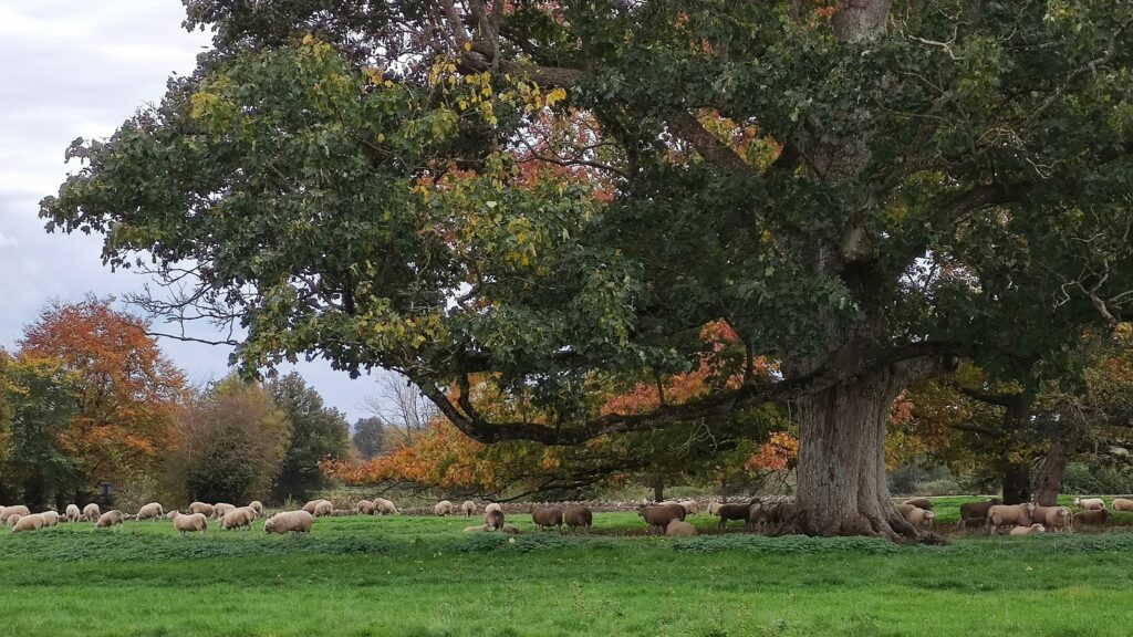 Acacia trees on the Animal Kingdom savanna